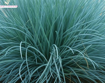 Blue Sheep’s Fescue Grass 100 Seeds, Festuca Ovina Glauca Cinerea Seeds