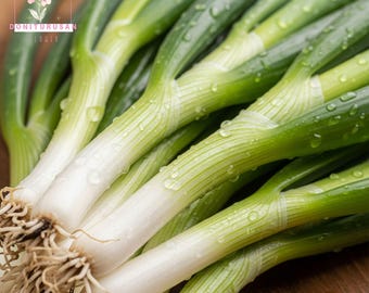 Southport White Globe Onion Seeds: Mild Heirloom, Allium Cepa (500 Seeds)