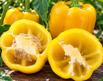 Yellow Cheese Pimento Pepper Seeds, Capsicum Annuum Vegetable Seeds Golden Yellow Sweet Pepper