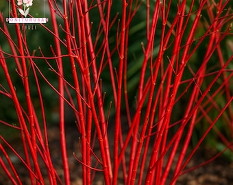 20 RED TWIG DOGWOOD Seeds Cornus Sericea Red Osier Shrub White Spring Flowers