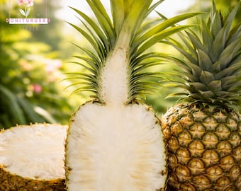 Sugar Loaf Pineapple Live Plant,  Sweet Tropical Fruit Easy Grow Indoor Outdoor Rare Variety, live starter plant