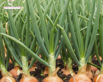 500 Sweet Yellow Spanish Onion Seeds – Allium cepa – Mild Globe Onion – Heirloom Vegetable