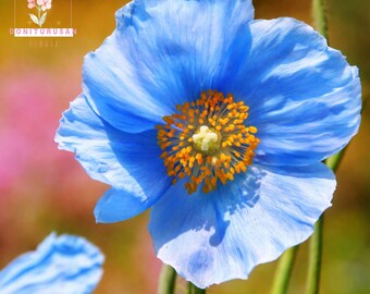 10 Blue Himalayan Poppy Seeds, Rare Tibetan Blue Flowers, Exotic Alpine Bloom