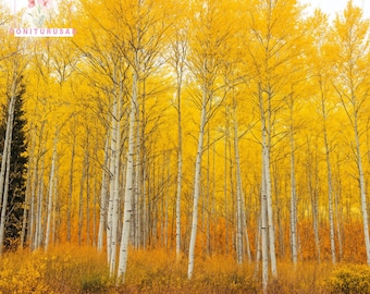 50 Quaking Aspen Tree Seeds Populus Tremuloides White Bark Yellow Fall Foliage Cold Hardy