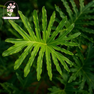 philodendron silver sword kaufen Philodendron Silver Sword main image 0