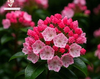 Mountain laurel - Florida Wildflower Foundation Mountain laurel - Florida Wildflower Foundation