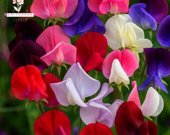 60 Sweet Pea Royal Family Mix Seeds, Fragrant Flower Vine, Mixed Colors Lathyrus Odoratus
