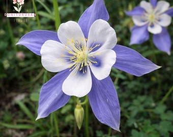 50 Blue Rocky Mountain Columbine Seeds, Aquilegia caerulea Flowers
