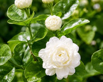 Grand Duke of Tuscany Jasmine Live Plant Jasminum Sambac Small Rooted Starter Double Fragrant Blooms