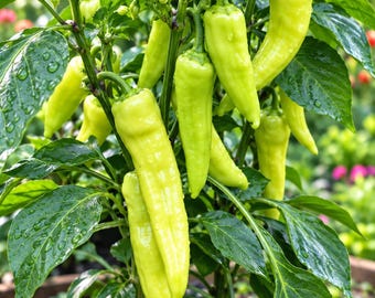 Sweet Banana Pepper Seeds, Yellow Capsicum Annuum, Mild Vegetable Garden Crop