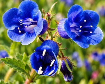 California Bluebell Seeds, Phacelia campanularia, Vibrant Blue Wildflower (200 Seeds)