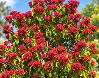 Seven Son Flower Tree Seeds: Fragrant White Flowers, Red Calyxes (20 Seeds)
