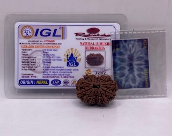 13 Mukhi Nepal Rudraksha Complete 13 Seeds 33.81mm 7.02 Gms Collector Size IGL Certified