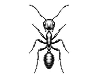 Worker Ant Vector Illustration, SVG, PNG, JPG, Worker Ant, Ant Clipart, Ant Silhouette, Ant Art, Insect Design, Cricut Art, Print Design