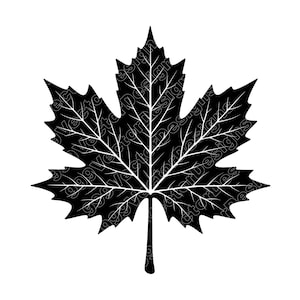 Maple Leaf Vector Illustration: SVG, PNG, JPG (Digital Download)
