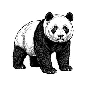 May include: A black and white line art illustration of a giant panda standing in profile, facing forward. The drawing features detailed hatching and cross-hatching techniques to define the panda's fur texture, facial features, and characteristic markings.