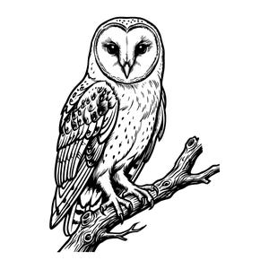 May include: Detailed black and white illustration of a barn owl perched on a tree branch. The owl has a heart-shaped face, dark eyes, and intricate feather detailing. The branch is textured, adding depth to the artwork.