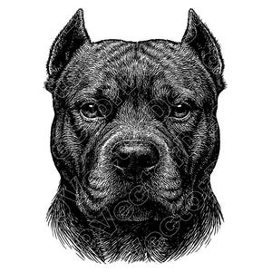 Pitbull Head Vector Art: SVG, PNG, JPG (Digital Download)