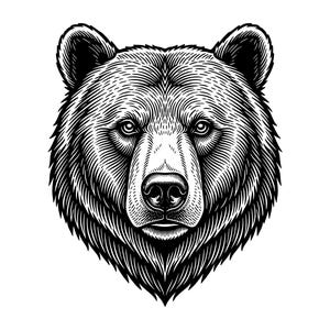 Puede incluir: Ilustración detallada en blanco y negro de la cabeza de un oso. El pelaje del oso está meticulosamente representado con finas líneas, creando una apariencia texturizada. Los ojos del oso están enfocados, sobre un fondo blanco.