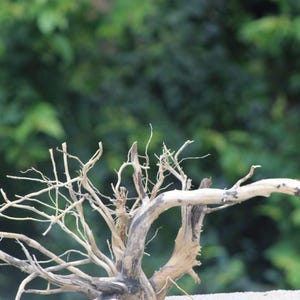 30x12 Inch Driftwood Branch | Natural Spiderwood for Mid-Size Aquariums & Terrariums