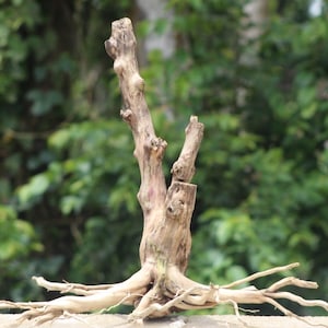 24x24 Inch Stump Wood – Natural Centerpiece for Aquascaping & Terrariums
