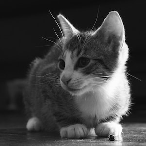 10 postcards - cat