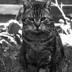 10 postcards - cat