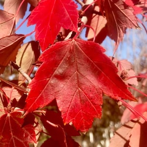 May include: Close-up of vibrant red maple leaves, showcasing their intricate veining and textured surfaces. The leaves are in various stages of maturity, with some displaying a deeper, richer hue. The image captures the beauty of autumn foliage.
