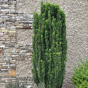 Sky Pencil Holly Live Plant - Ilex Crenata - 6-12&quot; Tall - 1 Quart Pot - Low Maintenance Evergreen Shrub for Landscaping - No Ship PR, AK, HI