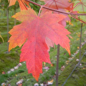 May include: Close-up of a vibrant red maple leaf with hints of orange and yellow at the edges. The leaf is prominently displayed against a blurred background of green foliage and tree branches, showcasing autumn colors.