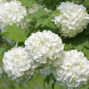 Old Fashion Snowball Viburnum Live Plant - 6-12&quot; Tall - 4&quot; Pot - Viburnum Opulus White Blooms - Ornamental Landscape - No Ship PR, AK, HI