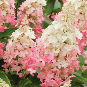 Pinky Winky Hydrangea Live Plant - 6-12&quot; Tall - 1 Qt Pot - Dwarf Hydrangea White-Pink Bloom Cluster for Gardening - No Ship PR, AK, HI
