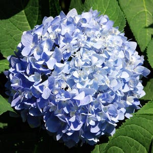 Nikko Blue Hydrangea Live Plant - 6-12&quot; Tall - 1 Quart Pot - Dwarf Hydrangea Landscape/Ornament/Home Garden - No Ship PR, AK, HI