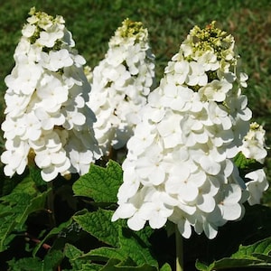 May include: Close-up of white hydrangea flowers in full bloom. The flowers are clustered together, creating a cone-like shape. The green leaves provide a contrasting backdrop. The image is taken outdoors in natural light.