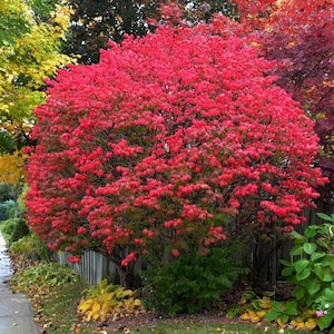 May include: A vibrant red burning bush in full autumn foliage. The shrub is densely packed with bright red leaves, creating a rounded shape. The background includes a wooden fence, a sidewalk, and other trees with yellow and burgundy leaves.