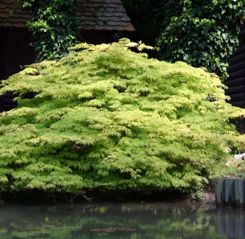 Green Japanese Maple Live Tree - 18-28" Tall - 1gal Pot - Acer Palmatum ...