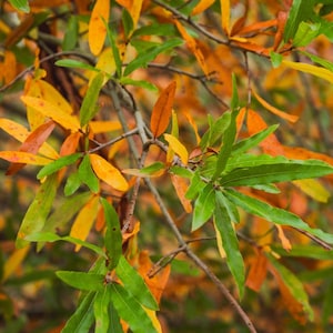 May include: Close-up of tree branches with green, yellow, and orange leaves. The leaves are long and slender, with a smooth texture. The branches are brown and thin, and the background is blurred.