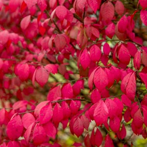 Set 2 Burning Bush Live Starter Plants - 12-16&quot; Tall - Ship No Pot - Deciduous Shrub for Ornamental Landscape - No Ship PR, AK, HI, Ca