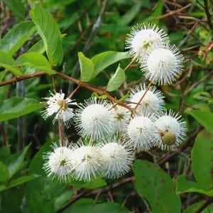 May include: Close-up of a plant branch with multiple white, spherical flower clusters. The flowers have a spiky appearance, contrasting with the smooth, green leaves. The branch is brown, and the background is a mix of green foliage.