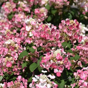 Little Quick Fire Hydrangea Live Plant - 6-12&quot; Tall - 1 Qt Pot - Dwarf Hydrangea Red-Pink Bloom Cluster for Gardening - No Ship PR, AK, HI