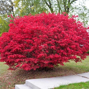 Burning Bush Live Starter Plant - 4-8&quot; Tall - Ship No Pot - Deciduous Shrub for Ornamental Landscape & Home Garden - No Ship PR, AK, HI, Ca
