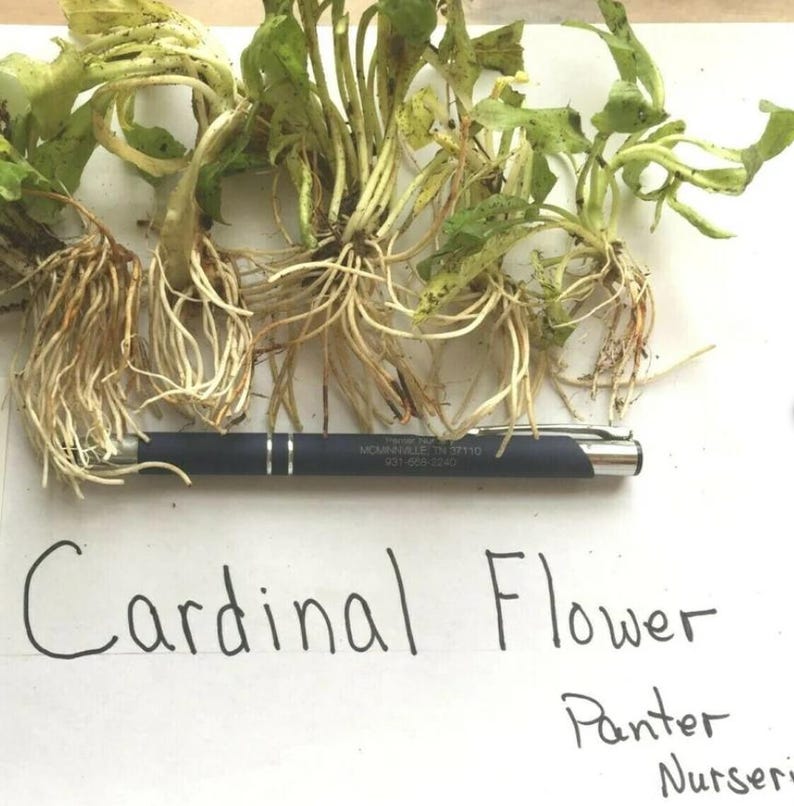 Set of 5 Red Cardinal Flower Bare Roots - Lobelia Cardinalis ...