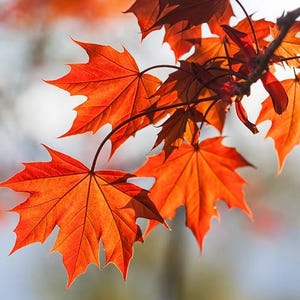 May include: Close-up of vibrant red and orange maple leaves on a branch. The leaves are backlit, showcasing their intricate veins and textures. The image captures the essence of autumn with its warm, inviting colors and natural beauty.