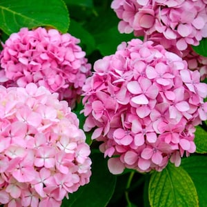 Pink Hydrangea Live Starter Plant - 6-12&quot; Tall - 1 Quart Pot - Pink Hydrangea Plant for Landscape/Ornament/Home Garden - No Ship PR, AK, HI