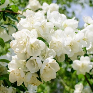 Mock Orange Sweet Live Plant - 8-12&quot; Tall - Ship No Pot - Fragrant Flowering Shrub for Ornamental Landscape - No Ship PR, AK, HI, Ca