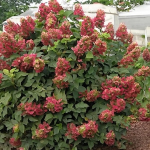 May include: A lush bush with vibrant red and pink flower clusters. The flowers are densely packed, creating a full, textured appearance. The plant has large, green leaves, providing a contrasting backdrop to the colorful blooms. The overall effect is a display of natural beauty.