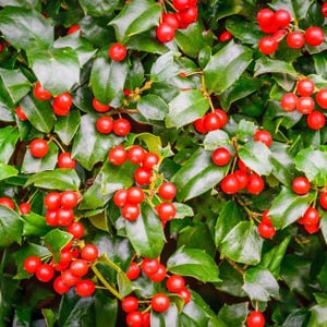 China Girl Holly Live Tree - 6-12&quot; Tall - 1 Quart Pot - Ilex Evergreen Shrub for Ornamental Landscape, Garden, Hedging - No Ship PR, AK, HI