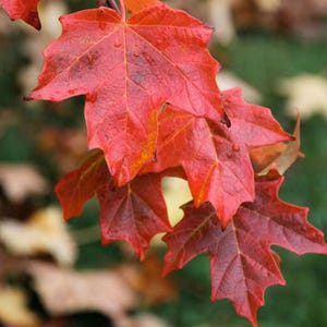 May include: Close-up of vibrant red maple leaves, showcasing their intricate veining and lobed shape. The leaves display a gradient of colors, from deep burgundy to bright scarlet, with hints of yellow. The image captures the essence of autumn.