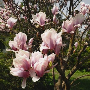 Saucer Magnolia Live Plant - 6-12&quot; Tall - 3&quot; Pot - Pink Flower Tree for Landscape and Home Garden - No Ship To PR, AK, HI