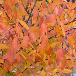 May include: Close-up of tree branches with vibrant autumn leaves. The leaves display a spectrum of colors, including shades of orange, red, and yellow. The image captures the texture and detail of the foliage, showcasing the seasonal transition.